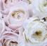 Красивые цветы / Фото: pixabay.com - ИА Амител