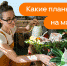 Работа и шашлыки: чем займутся российские пользователи на майских праздниках - ГТРК Алтай