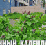 Лунный календарь на 30 мая: день мудрости – присмотритесь, сегодня нас окружают знаки и подсказки - ГТРК Алтай