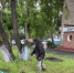 В районе продолжаются работы по покосу травы - Администрация г. Барнаул
