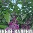 Лунный календарь на 9 июня: сегодня снятся вещие сны и можно отыскать давно пропавшие вещи - ГТРК Алтай