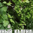 Лунный календарь на 17 июня: сегодня один из позитивных и энергетически мощных дней лунного месяца - ГТРК Алтай