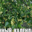 Лунный календарь на 1 июля: станьте улиткой, промедление поможет не ввязываться в авантюры - ГТРК Алтай