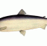 Нельма - АлтГУ