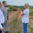 В Сибирской Долине приступили к благоустройству дороги по программе поддержки местных инициатив - Администрация г. Барнаул