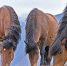 Снежный барс напал на лошадь чабанов в высокогорье Алтая - Сетевое издание Толк
