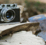 Фото: usplash.com - Алтайская правда
