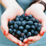 Фото: unsplash.com - Алтайская правда