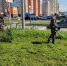 Специализированными организациями ежедневно проводится покос травы - Администрация г. Барнаул