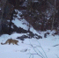 Нового барсика нашли в долине реки Аргут на Алтае - Barneos22.ru
