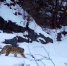 Фото: Сайлюгемский национальный парк - Алтайская правда