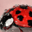 Божья коровка / Фото: pixabay.com - ИА Амител