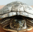 В пруду Изумрудного парка вместе с карпами выловили черепаху - Barneos22.ru