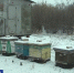 В Алтайском крае пасечные пчёлы уходят на зимовку - ГТРК Алтай