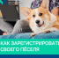 Барнаульцам рассказали о регистрации домашних животных - Администрация г. Барнаул