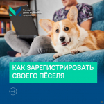 Барнаульцам рассказали о регистрации домашних животных