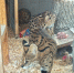 В барнаульском зоопарке показали пару сервалов, которые теперь живут вместе - Сетевое издание Толк