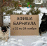 Ловите афишу интересных событий в Барнауле на ближайшие дни! - Barneos22.ru