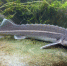 Фото: fish.gov.ru - Алтайская правда