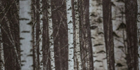 Фото: Single.Earth / unsplash.com - ИА Амител