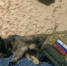Хвостатая помощница оберегает алтайских бойцов на передовой - Телеканал Катунь 24