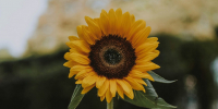 Фото: unsplash.com - Алтайская правда