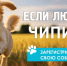Социальные плакаты в Барнауле с призывом регистрировать собак - Сетевое издание Толк