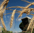 48 стран приобретают продукцию, произведенную в Алтайском крае Фото №1 - Алтайская правда