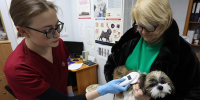 1 января в Алтайском крае стала обязательной процедура регистрации и чипирования собак - Законодательное Собрание