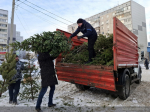 Более 450 елей собрали в столице Алтайского края для дальнейшей переработки