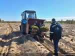В Алтайском крае стартовал весенний сезон посадок леса