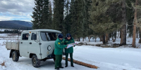 В 2024 году число незаконных рубок в Горном Алтае уменьшилось на 59% - Сетевое издание Толк