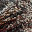 Верба на улицах Барнаула / Фото: amic.ru - ИА Амител