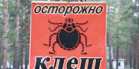 Барнаул начали обрабатывать от клещей - Комсомольская Правда