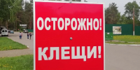 В Республике Алтай за неделю 120 человек пострадали от клещей - Комсомольская Правда