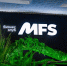 28 апреля в Барнауле пройдёт день открытых дверей бизнес-клуба MFS - Сетевое издание Толк
