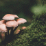 Фото: Presetbase Lightroom Presets / unsplash.com - ИА Амител