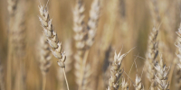 Аграрии Алтайского края произвели продукцию на 277 миллиардов рублей в 2024 году - Телеканал Катунь 24
