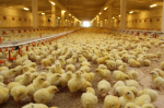 В Алтайском крае выросло производство продукции птицеводства