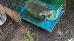 Постояльцы турбазы на Ае ужаснулись содержанию животных в мини-зоопарке