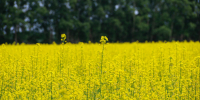 Жаркая погода пришла в Алтайский край на три дня: 17 июля будет до +33 градусов - Сетевое издание Толк