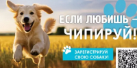 Маркировка и регистрация собак стали обязательными c 1 января - Сетевое издание Толк