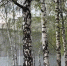 Фото: altapress.ru - НИА Алтай