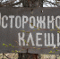 В Алтайском крае за неделю от клещей пострадал 41 человек - Комсомольская Правда