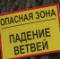 Аварийные деревья / Фото: скриншот из видеозаписи канала Саратов 24 life - ИА Амител