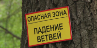 Аварийные деревья / Фото: скриншот из видеозаписи канала Саратов 24 life - ИА Амител