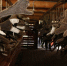 Республика Алтай возобновит экспорт пантов маралов в Китай - Bankfax.Ru