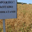 Казахстан и Китай стали покупать меньше зерна у алтайских аграриев Фото №1 - Алтайская правда