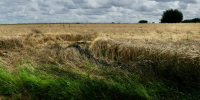 Фото: unsplash.com - Алтайская правда