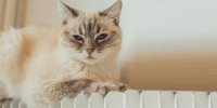 Фото: unsplash.com - Алтайская правда